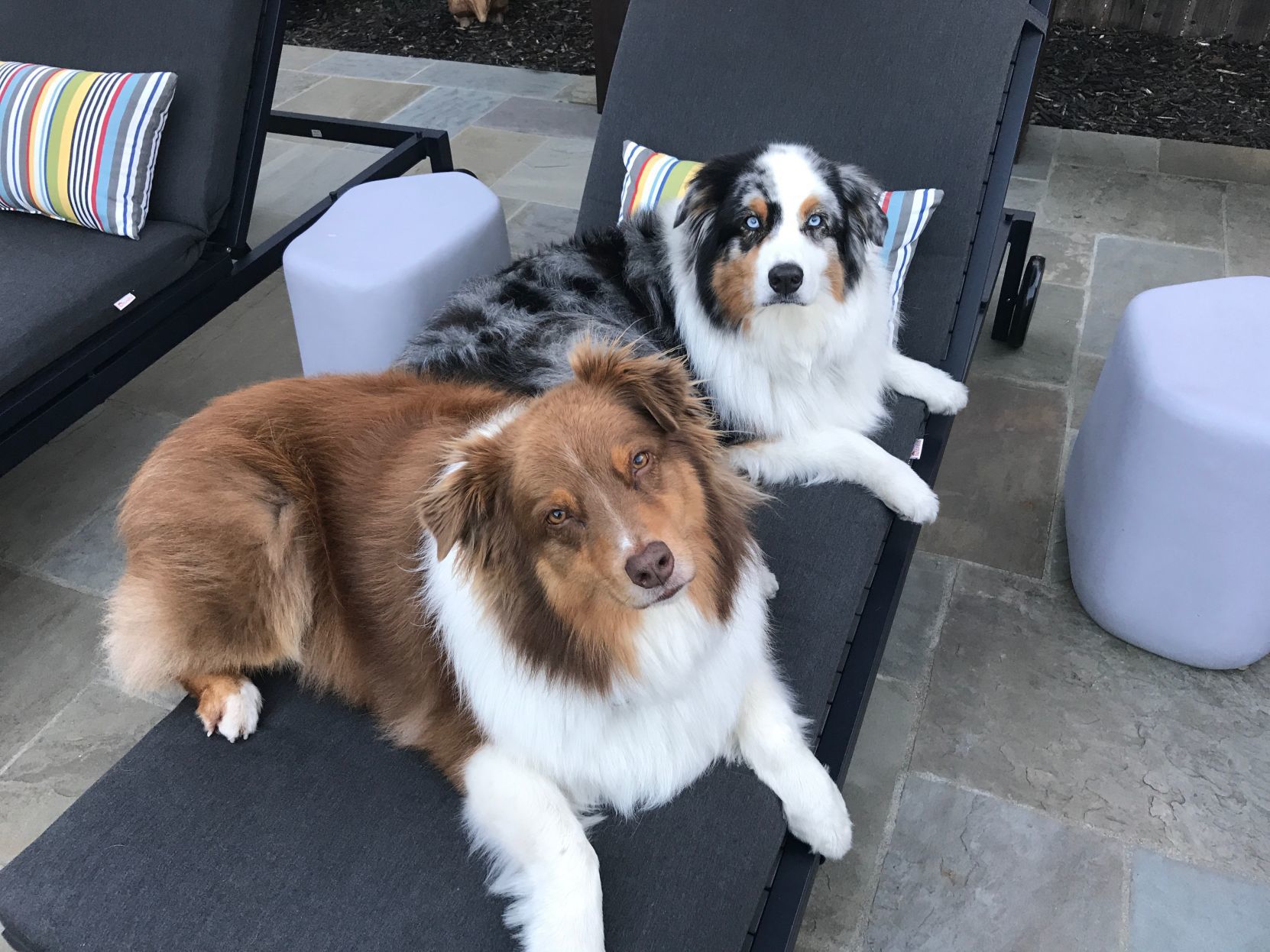 Pic of the Litter: Bode and Redd